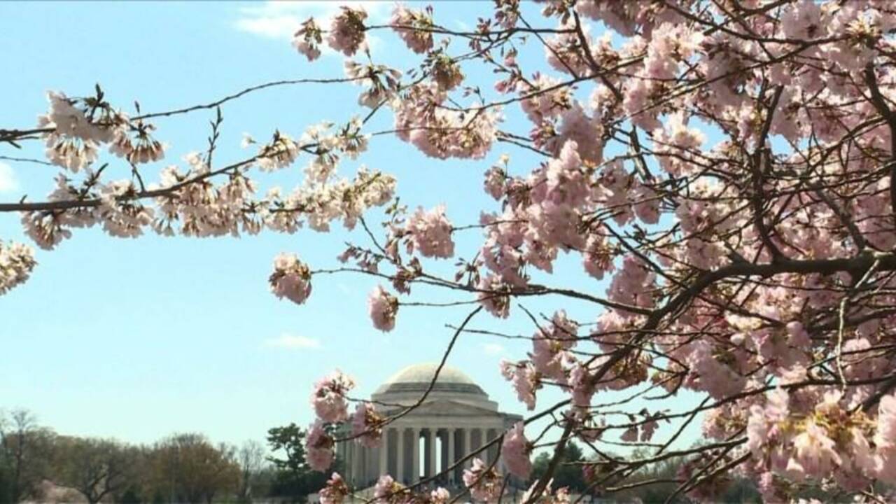 VIDÉO - Les célèbres cerisiers de Washington sont en fleurs