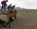 VIDÉO - Le périple des chevaux de Przewalski vers la Mongolie, leur terre d'origine