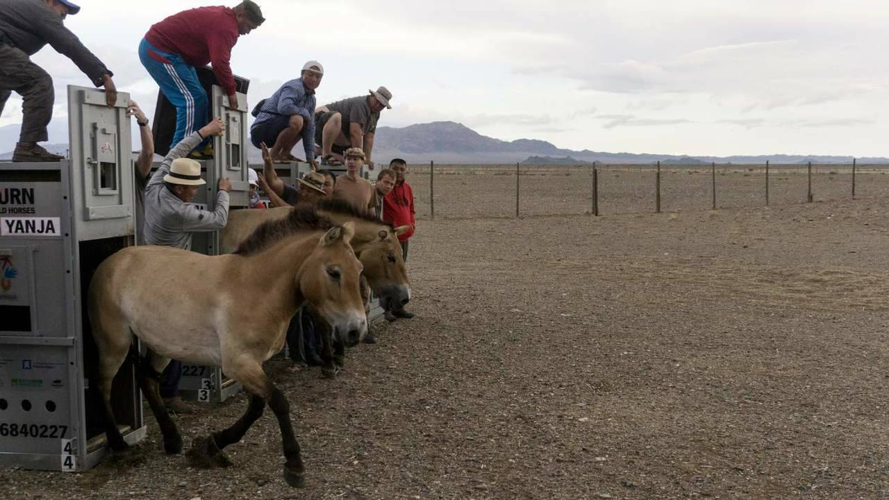 VIDÉO - Le périple des chevaux de Przewalski vers la Mongolie, leur terre d'origine