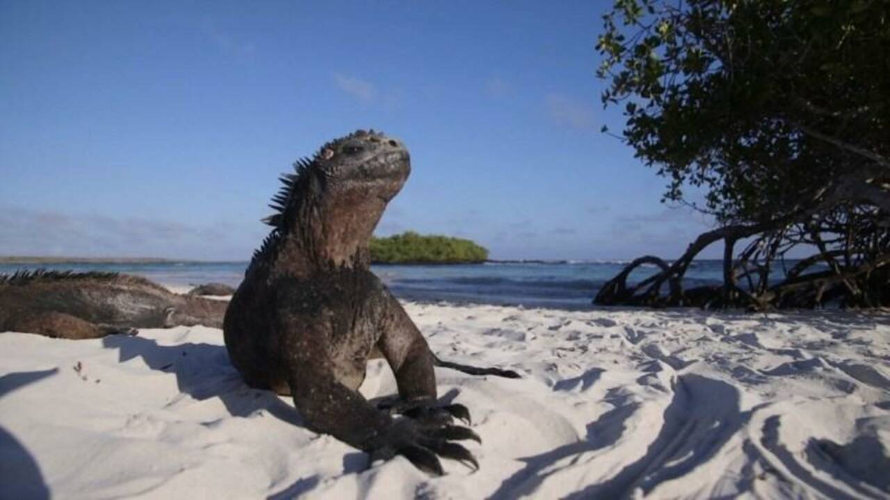 Les Galapagos, un paradis qui se protège du tourisme de masse