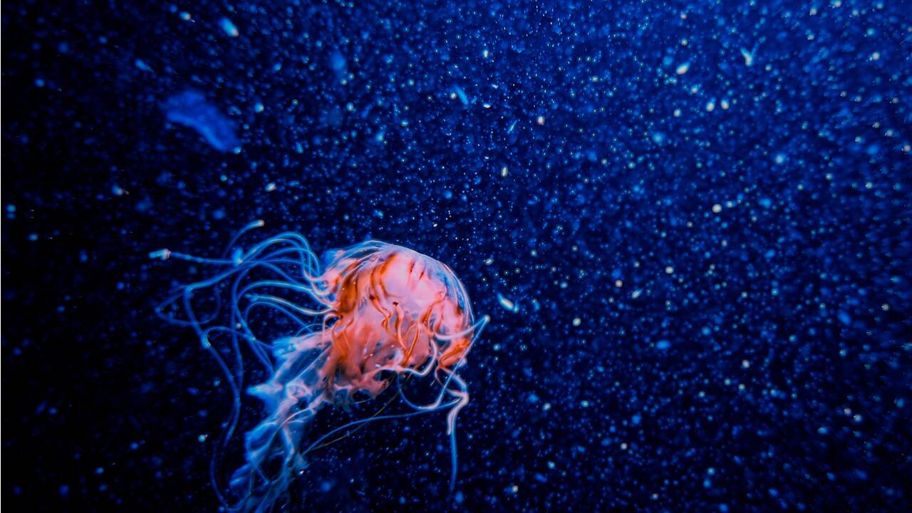 Les méduses, sentinelles des océans