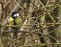 VIDÉO - Les oiseaux des campagnes disparaissent massivement