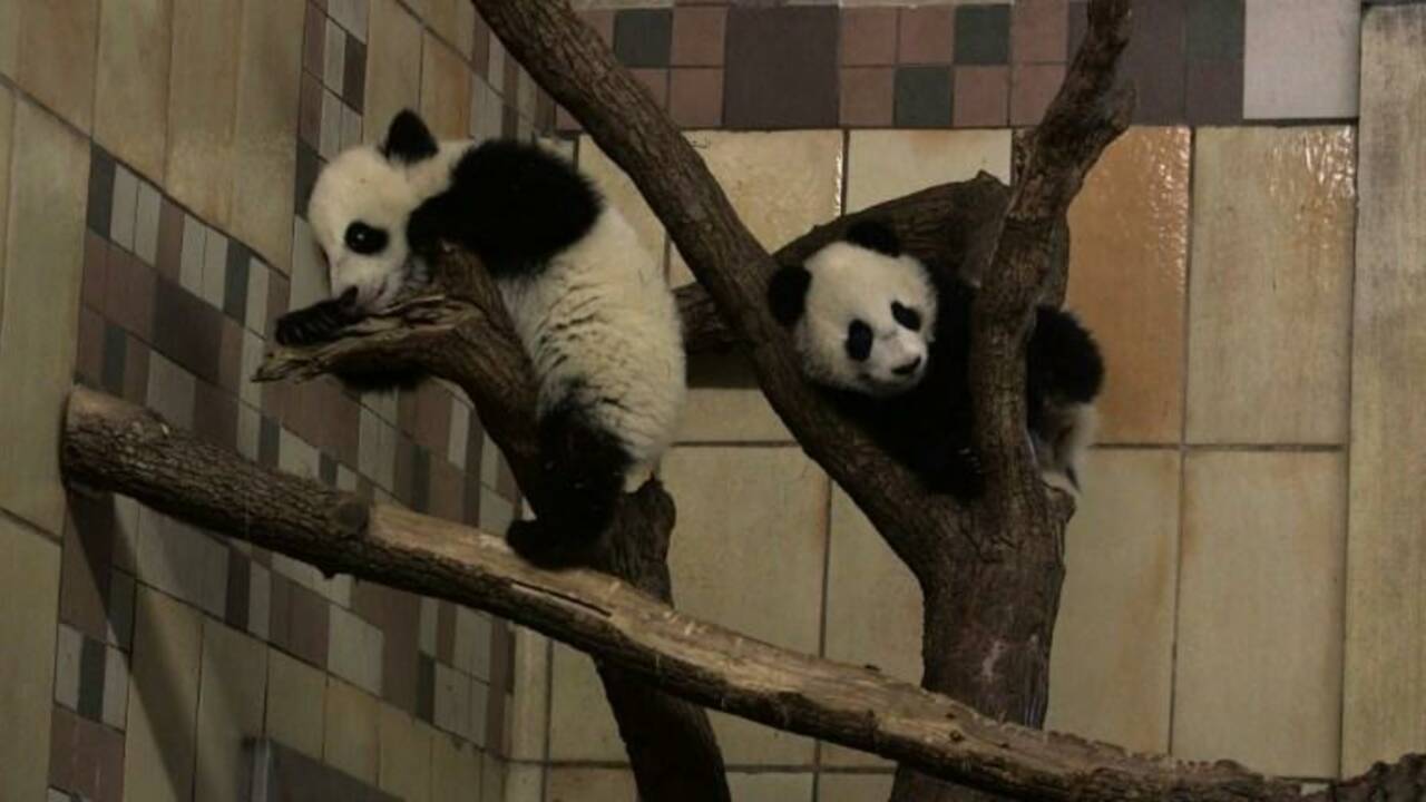 Les pandas jumeaux du zoo de Vienne fêtent leur six mois