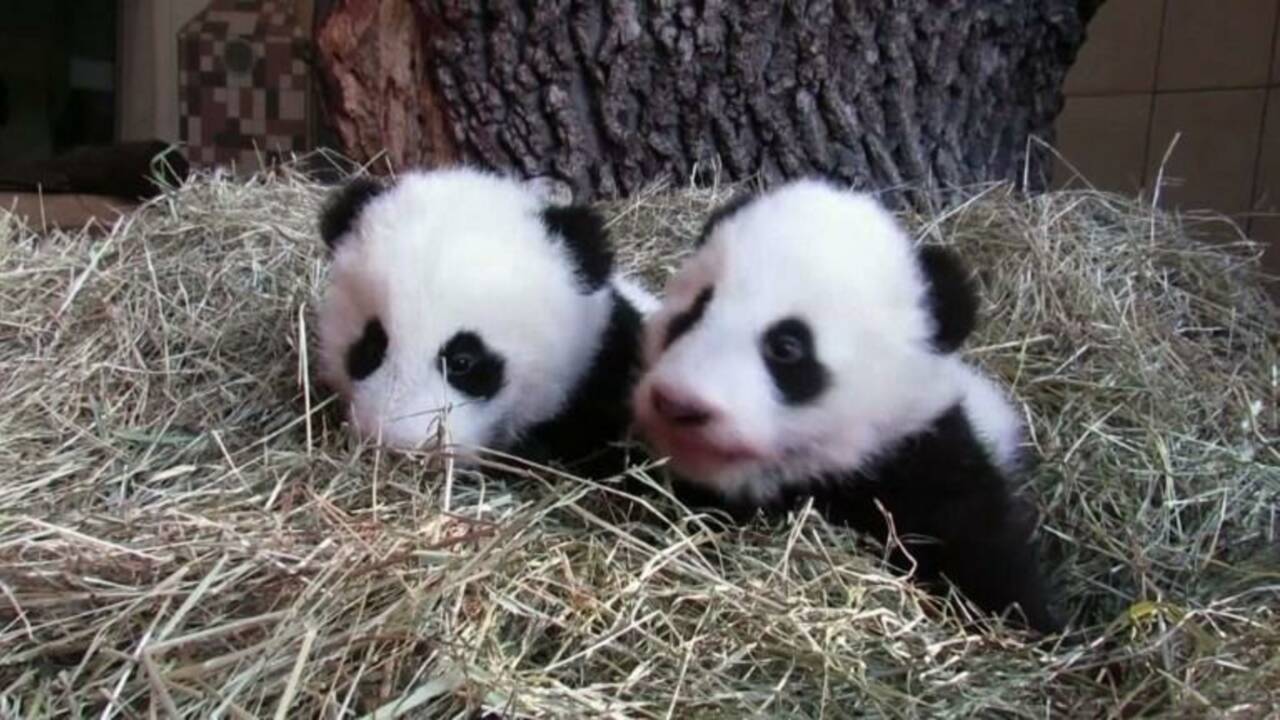 Les pandas jumeaux du zoo de Vienne ont reçu leurs noms