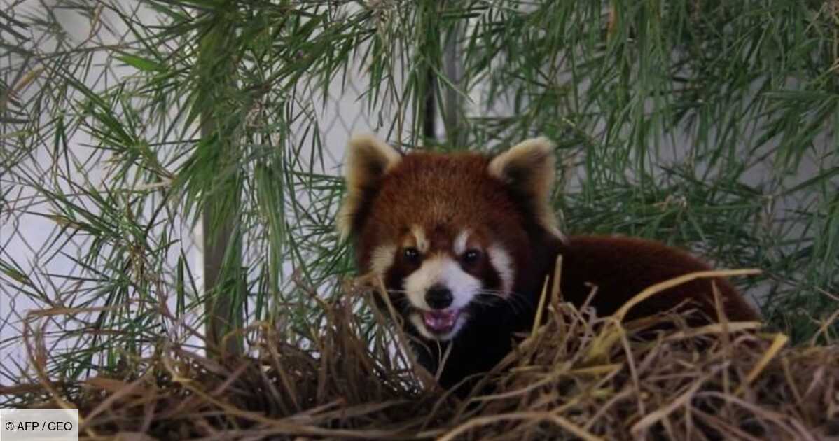 Video Les Pandas Roux Nouvelles Cibles Des Braconniers En Asie Geo Fr