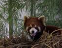 VIDÉO - Les pandas roux, nouvelles cibles des braconniers en Asie