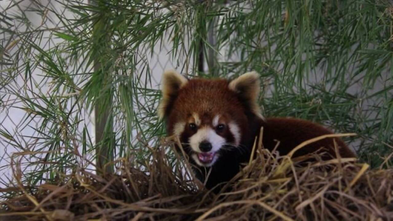 VIDÉO - Les pandas roux, nouvelles cibles des braconniers en Asie