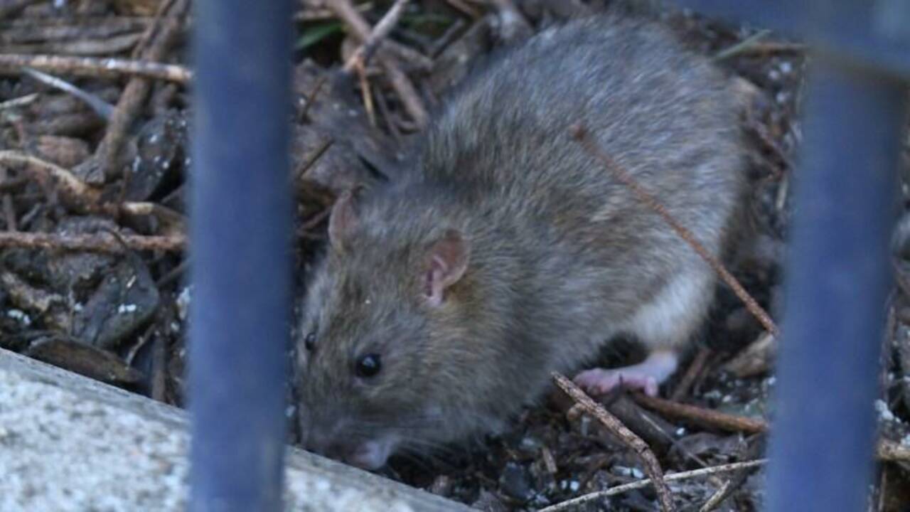 Les rats prolifèrent dans les parcs de Paris