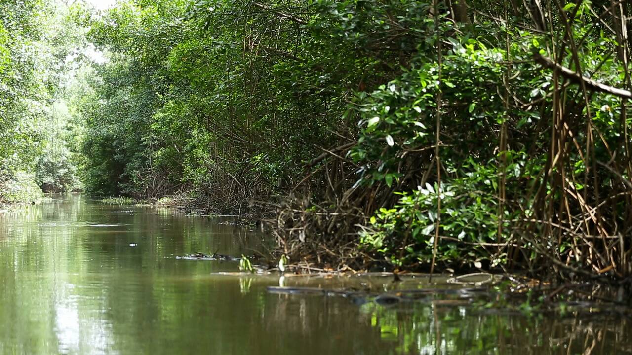 VIDÉO 360° – Martinique : au cœur de la mangrove, ceinture de protection de l’île