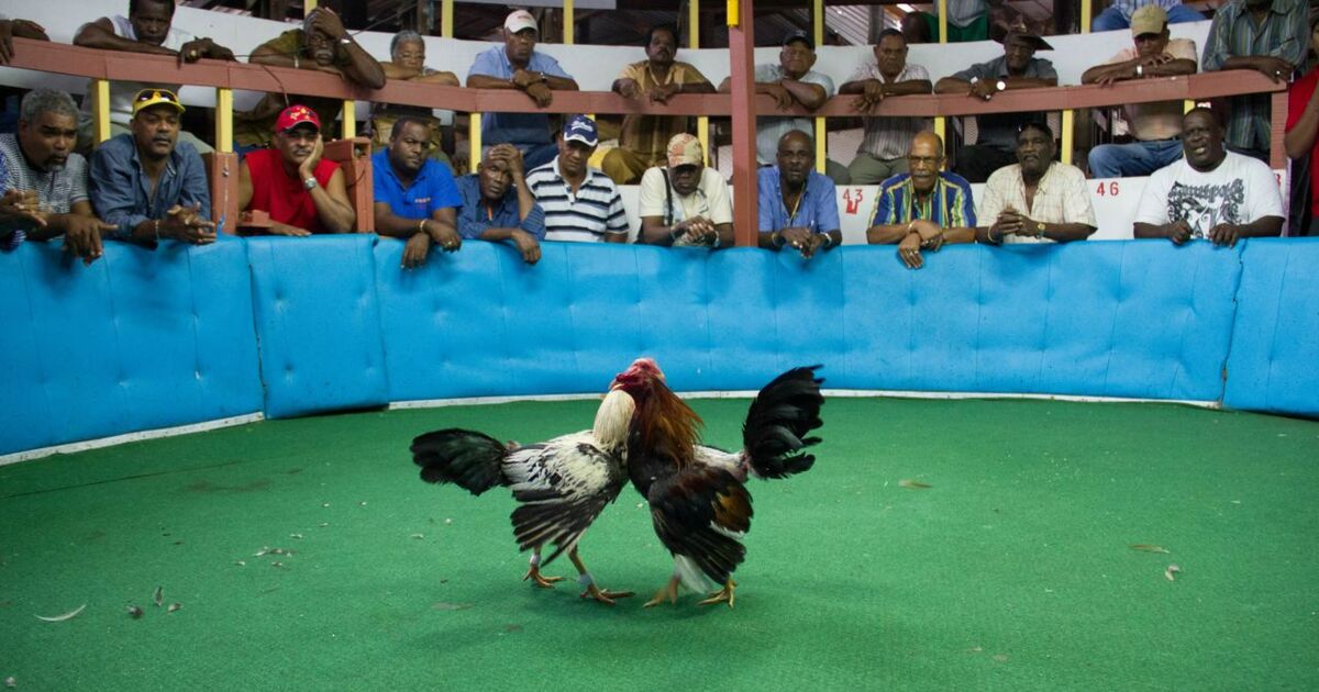 VIDÉO Martinique le combat de coqs une exception française Geo fr