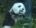 Mexique: les deux plus vieux pandas en dehors de Chine