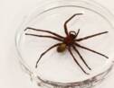 Mexique: une nouvelle espèce d'araignée surprend les experts