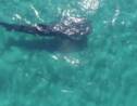 Nagez avec d'énormes requins-baleines au nord-ouest du Mexique