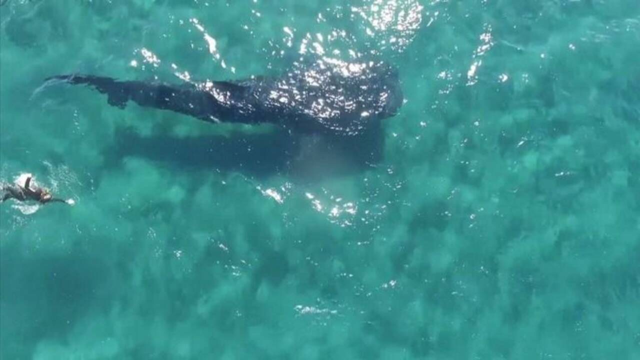 Nagez avec d'énormes requins-baleines au nord-ouest du Mexique