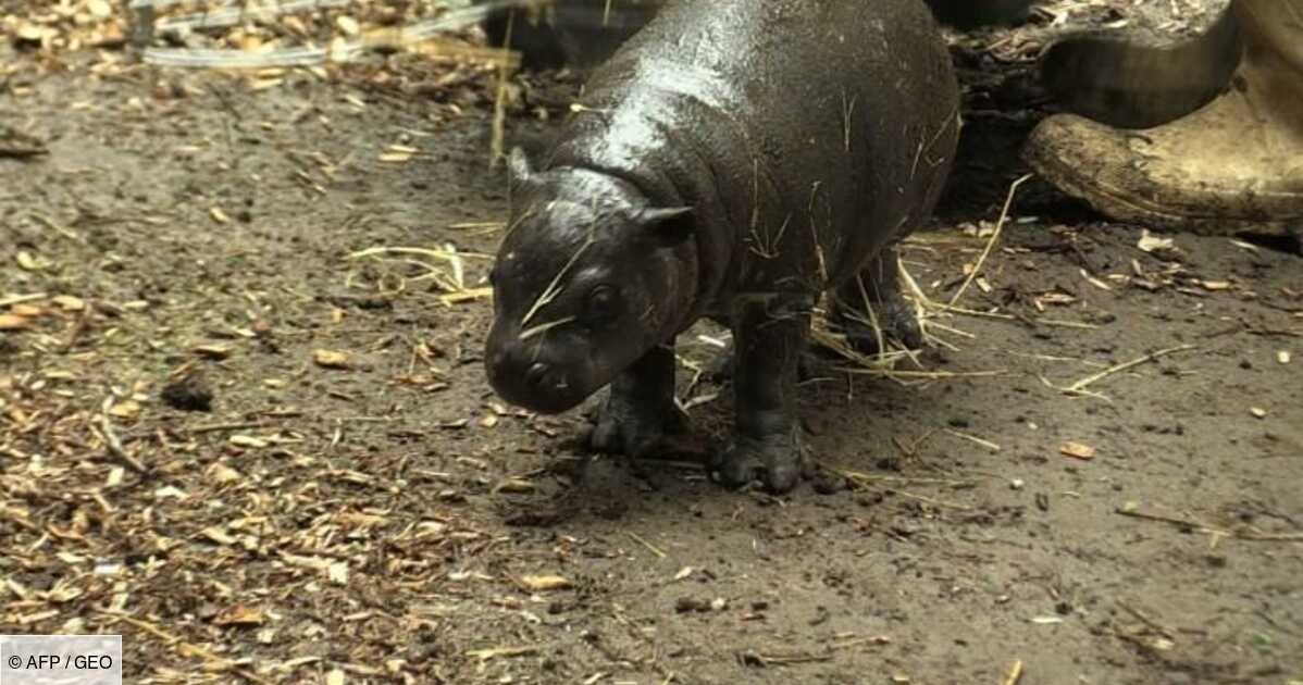 Naissance D Un Bebe Hippopotame Nain Dans Un Zoo Chilien Geo Fr