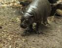 Naissance d'un bébé hippopotame nain dans un zoo chilien