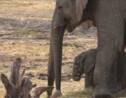 Naissance d'un éléphanteau de Namibie au Mexique