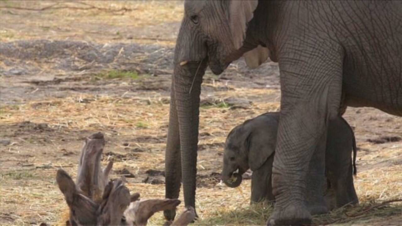 Naissance d'un éléphanteau de Namibie au Mexique