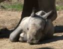 Naissance d'un petit rhinocéros blanc au zoo d'Amnéville