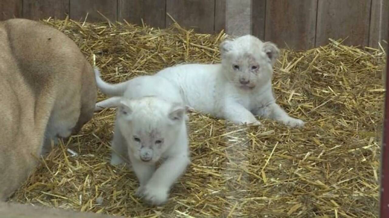 Naissances de 4 bébés lions blancs au Zoo d'Amnéville