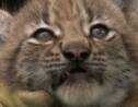 Naissances de trois lynx au Parc zoologique de Paris