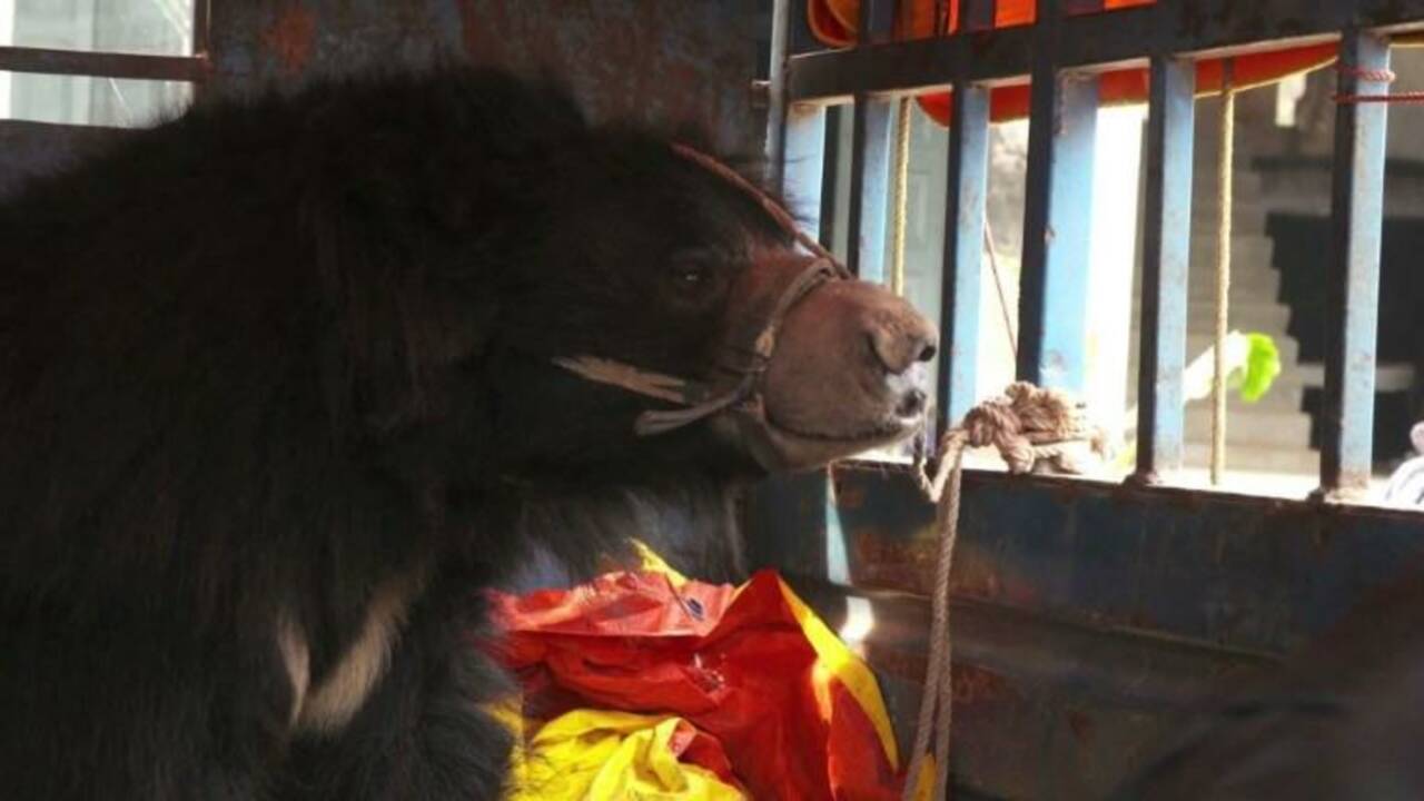 Népal : sauvetage des derniers "ours danseurs" connus
