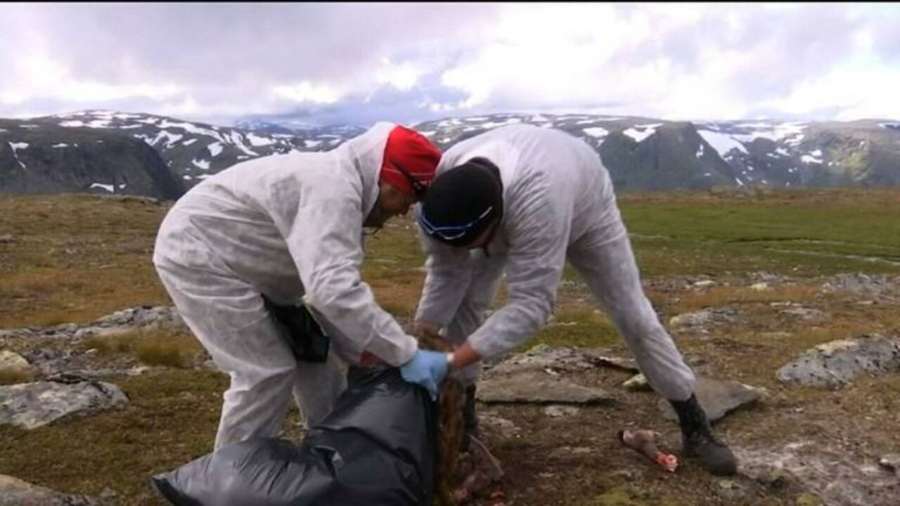 VIDÉO - Pourquoi la Norvège abat-elle des rennes en masse ?