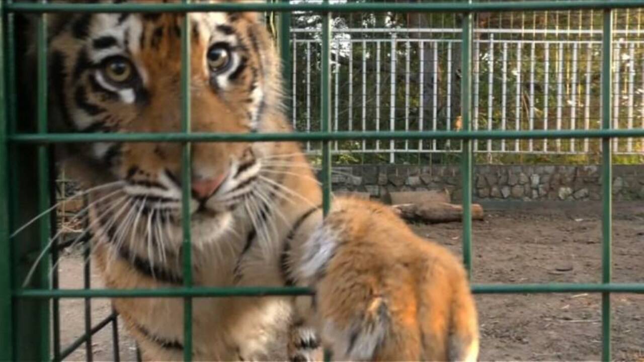 Nouvelle vie en France pour trois tigres secourus au Liban