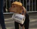 NY: Les chiens se font beaux pour la parade canine d'Halloween