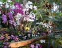 VIDÉO – Orchidées en cascade au Jardin des Plantes de Paris