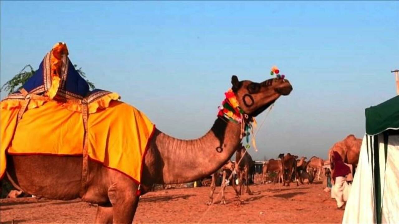 Ouverture de la foire aux chameaux de Pushkar, en Inde