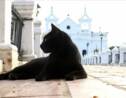 VIDÉO - Le mystère des chats gardiens de tombes en Colombie