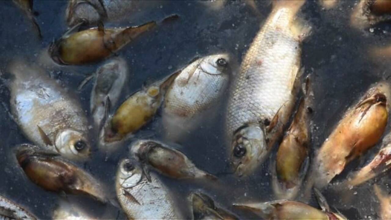 Paraguay:Des milliers de poissons trouvés morts dans une rivière