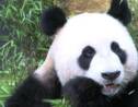 Pays-Bas: deux pandas géants font leurs premiers pas