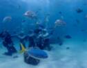 VIDÉO - Plongez dans la Grande Barrière de corail