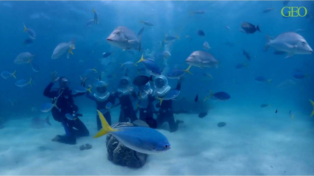 VIDÉO - Plongez dans la Grande Barrière de corail
