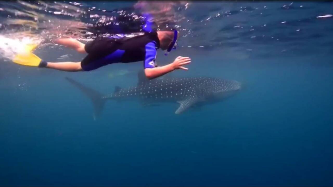 VIDÉO - Plongez avec des requins-baleines à Ningaloo Reef, en Australie