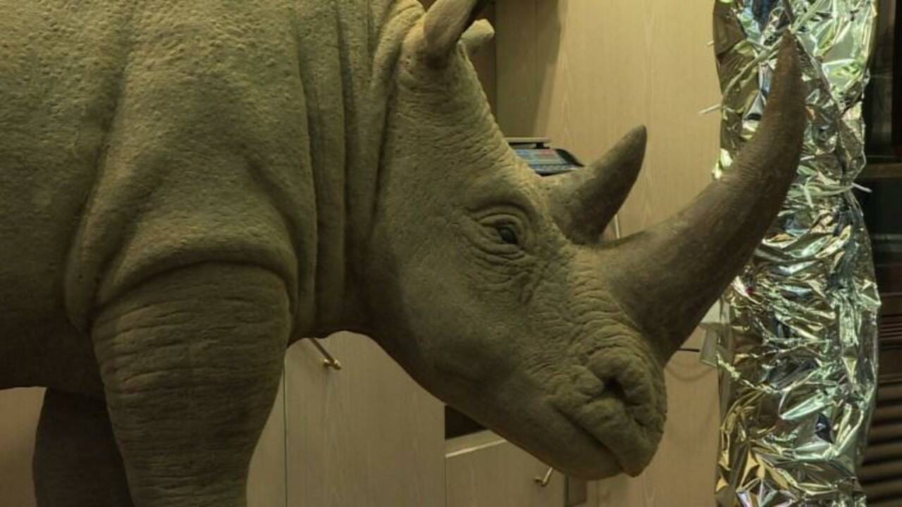 VIDÉO - Drame de Thoiry : un rhino en chocolat contre le fléau du braconnage