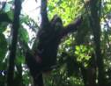VIDÉO - "Pour sauver l'orang-outan, l'huile de palme doit être durable"