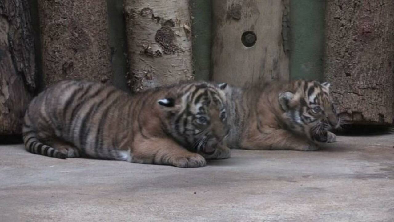 Prague: présentation de deux bébés tigres de Malaisie