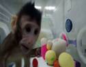 Premier clonage de primates avec la technique de Dolly