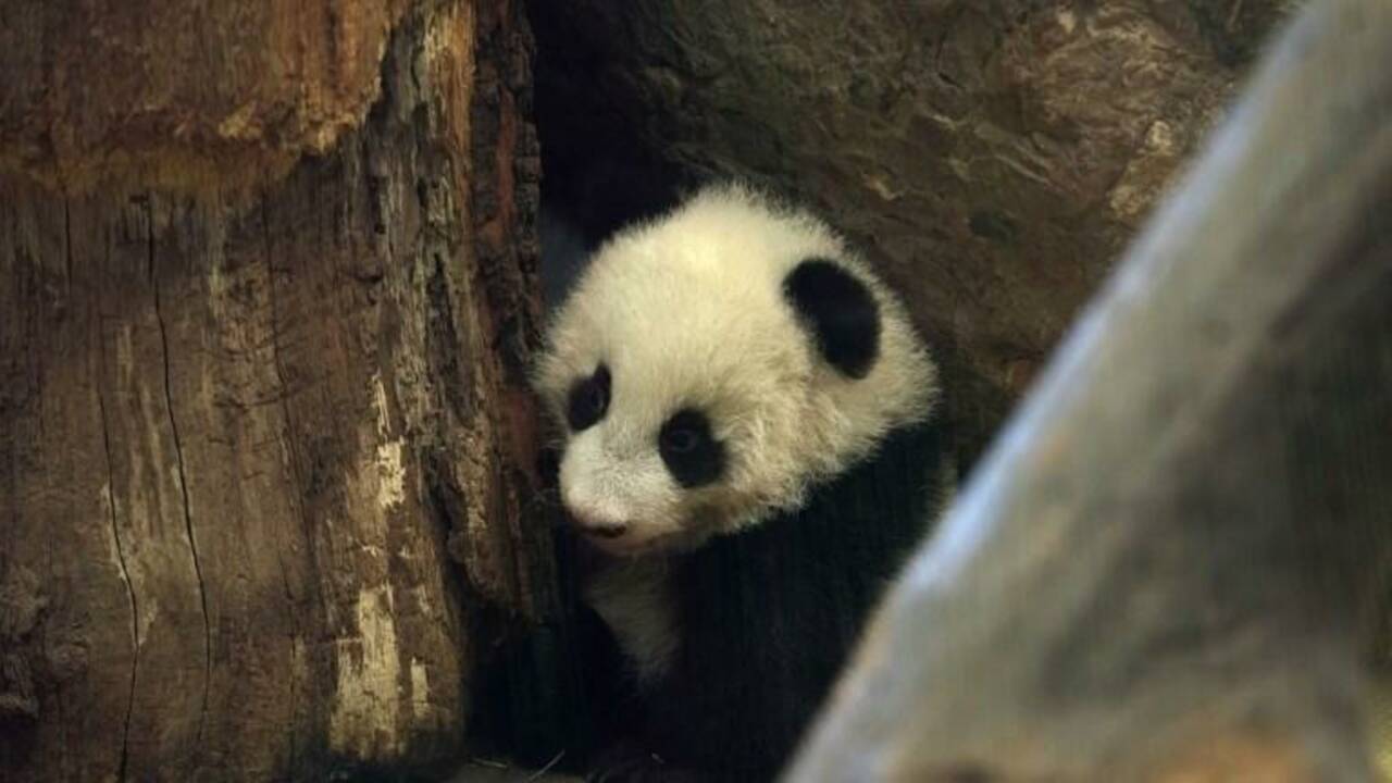 Première apparition publique des pandas jumeaux du zoo de Vienne
