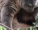 VIDÉO - Naissance en captivité d'un couscous, marsupial indonésien