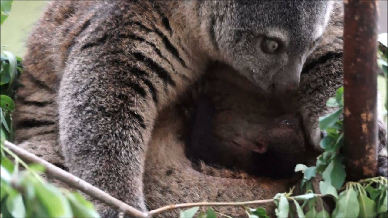 VIDÉO - Naissance en captivité d'un couscous, marsupial indonésien