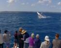 VIDÉO - Le spectacle majestueux des baleines à bosse