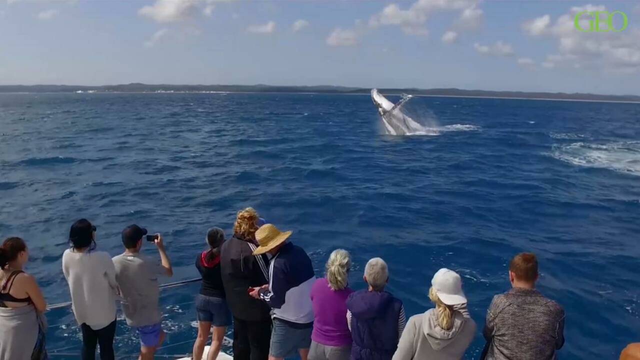 VIDÉO - Le spectacle majestueux des baleines à bosse