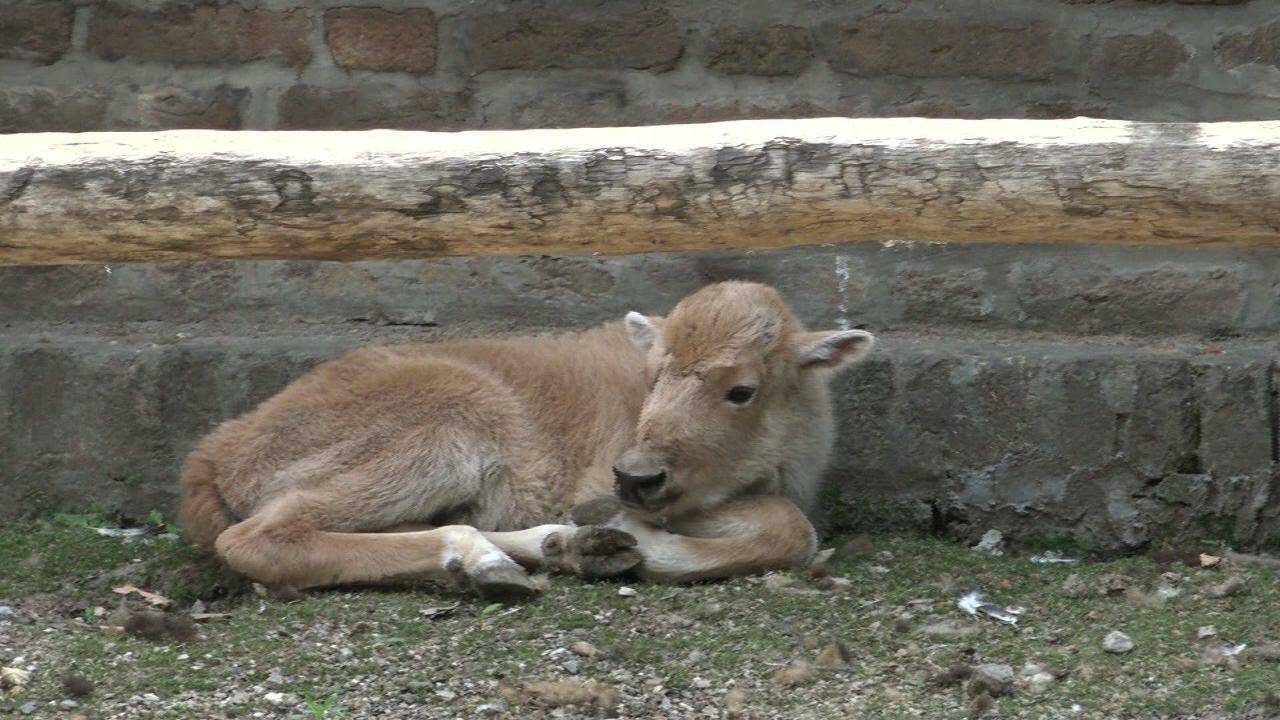 VIDÉO - Rarissime naissance d'une bisonne blanche au zoo de Belgrade