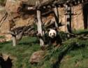 Réactions au zoo de Beauval après la naissance du bébé panda
