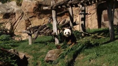 Naissance D Un Bebe Panda Au Zoo De Washington Geo Fr
