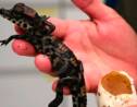VIDÉO – Carnet rose : naissance de bébés crocodiles nains d'Afrique au zoo de Royan
